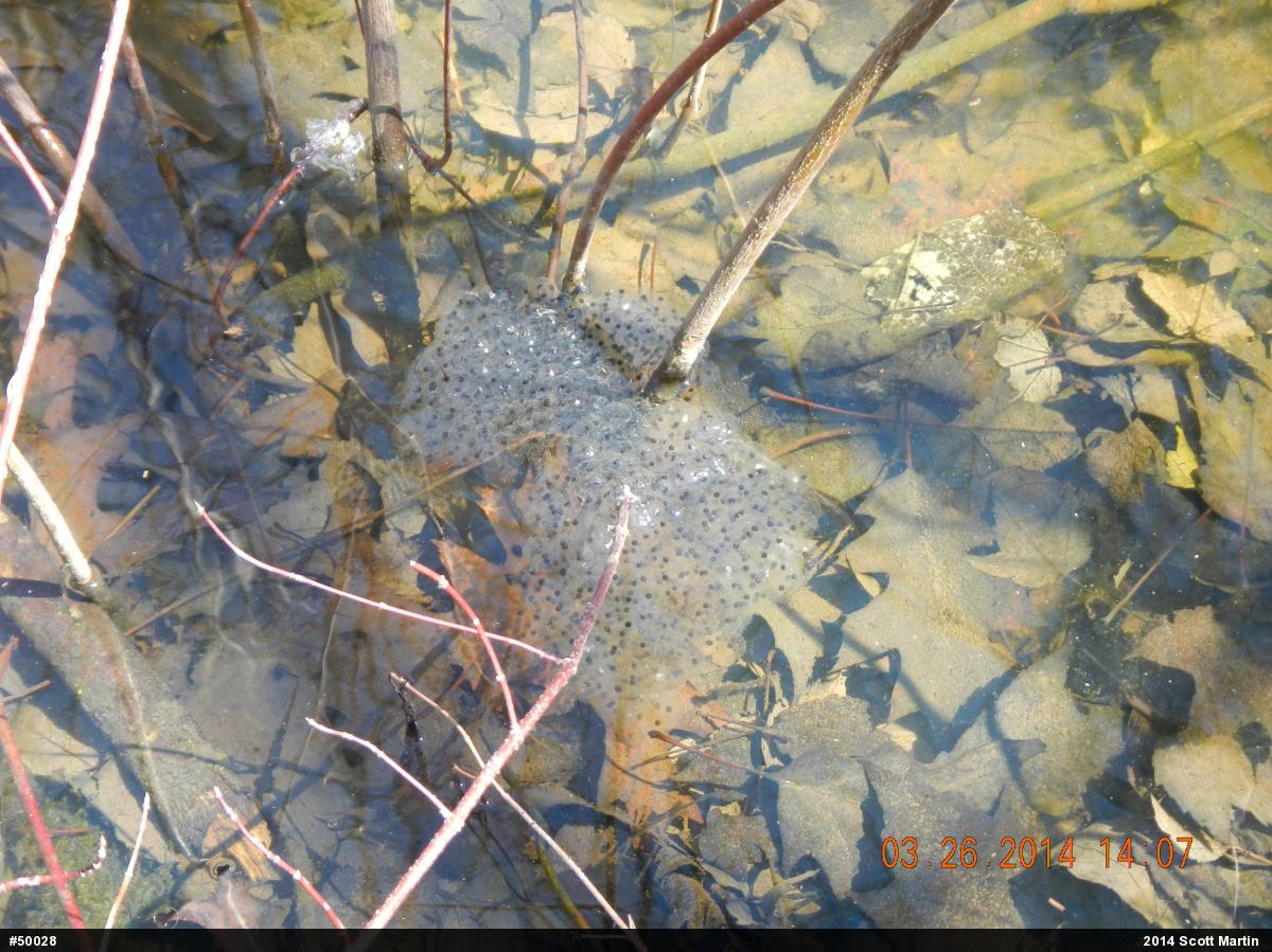Wood Frog