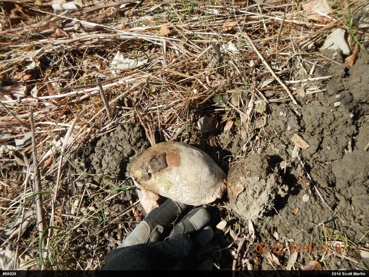 Eastern Box Turtle