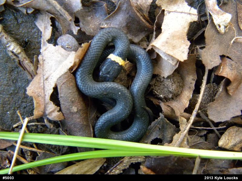 Northern Ring-necked Snake