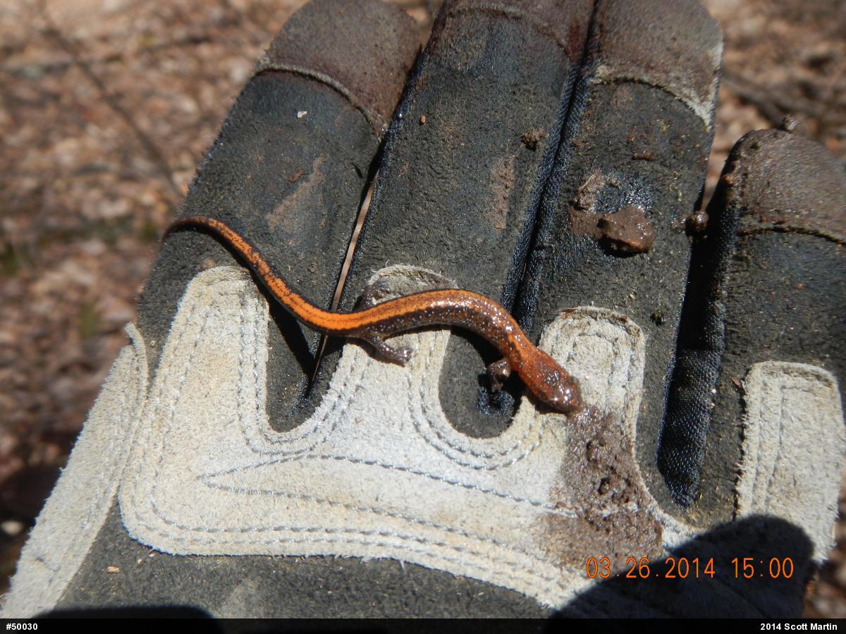 Eastern Red-backed  Salamander
