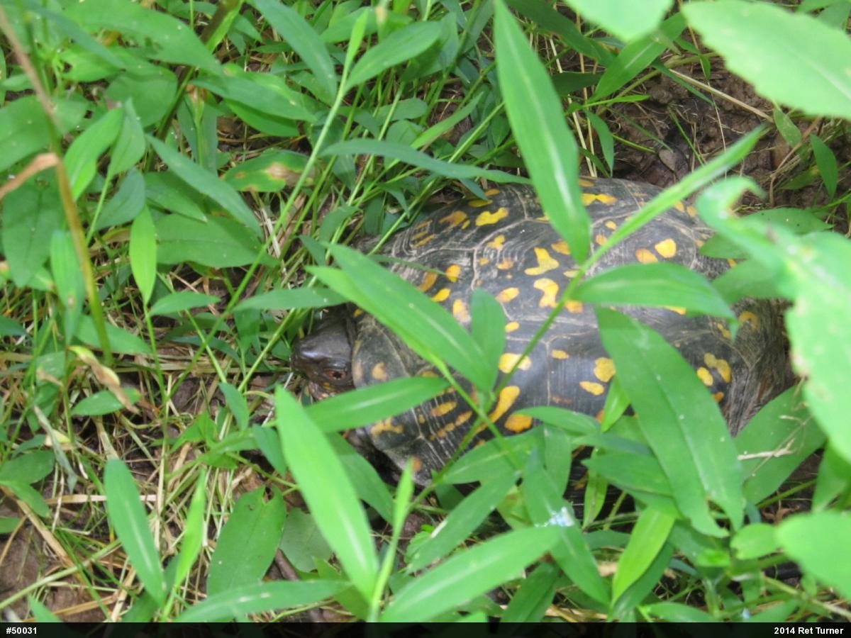 Eastern Box Turtle