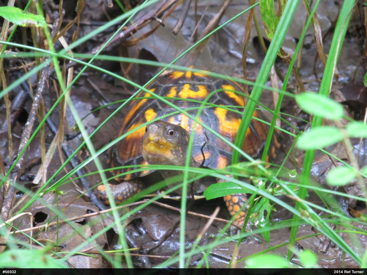 Eastern Box Turtle