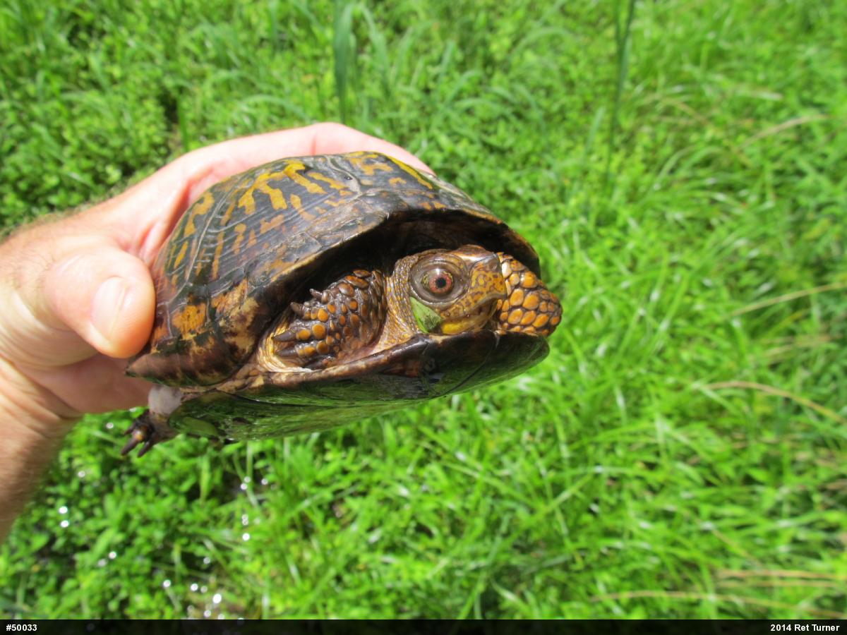 Eastern Box Turtle