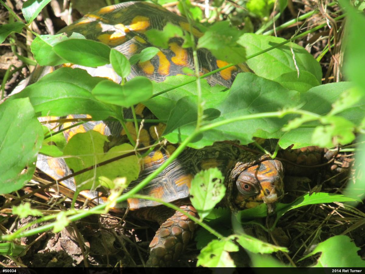 Eastern Box Turtle