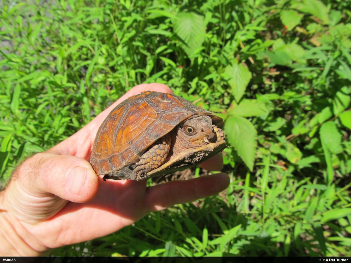 Eastern Box Turtle
