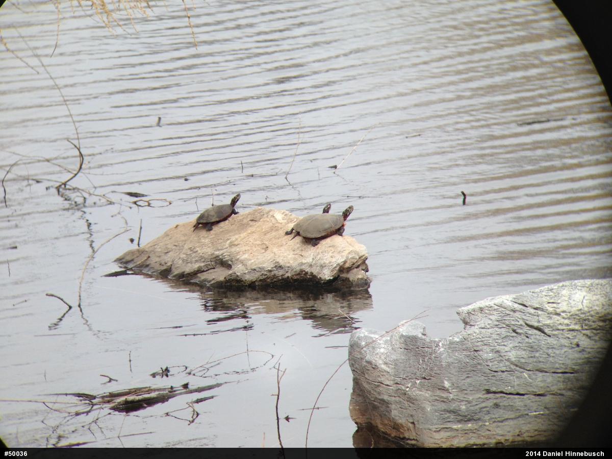 Painted Turtle
