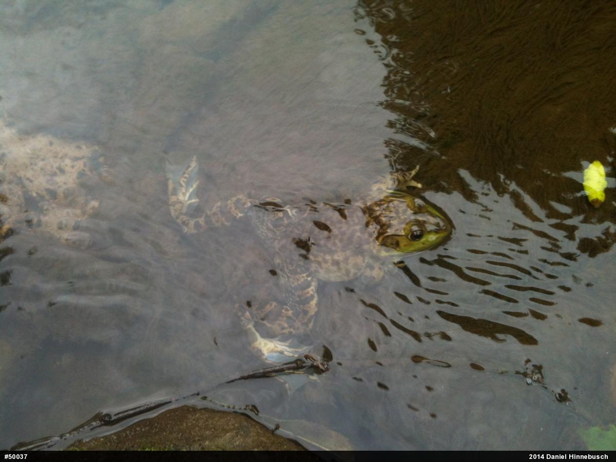 American Bullfrog