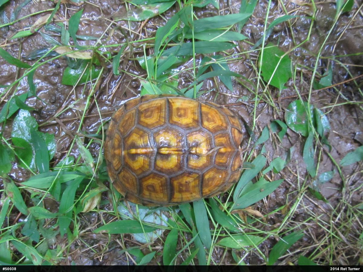 Eastern Box Turtle