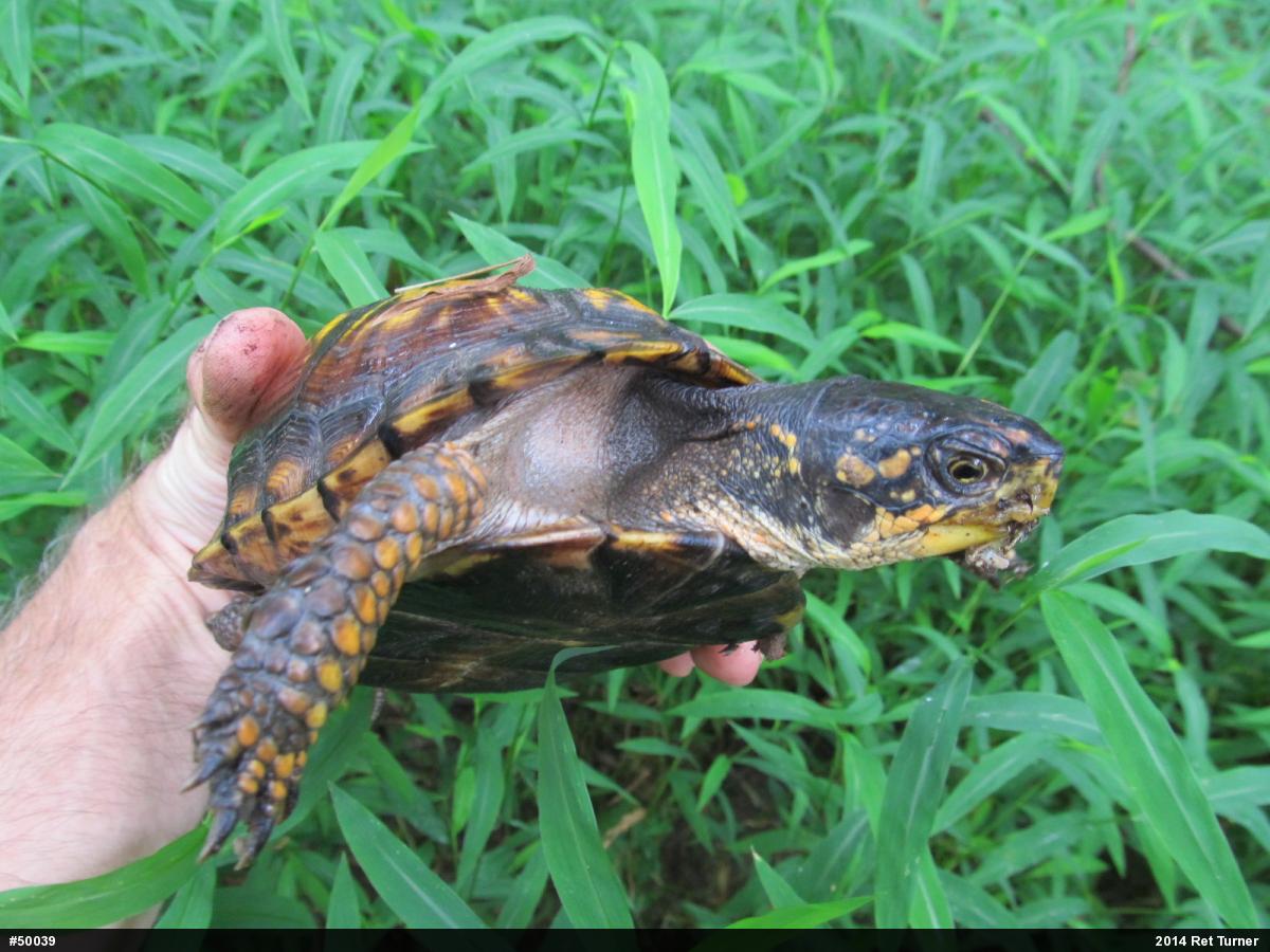 Eastern Box Turtle