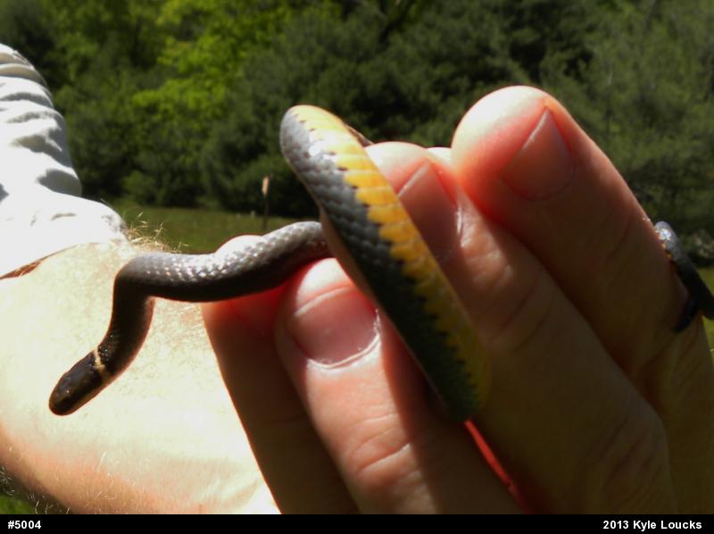 Northern Ring-necked Snake
