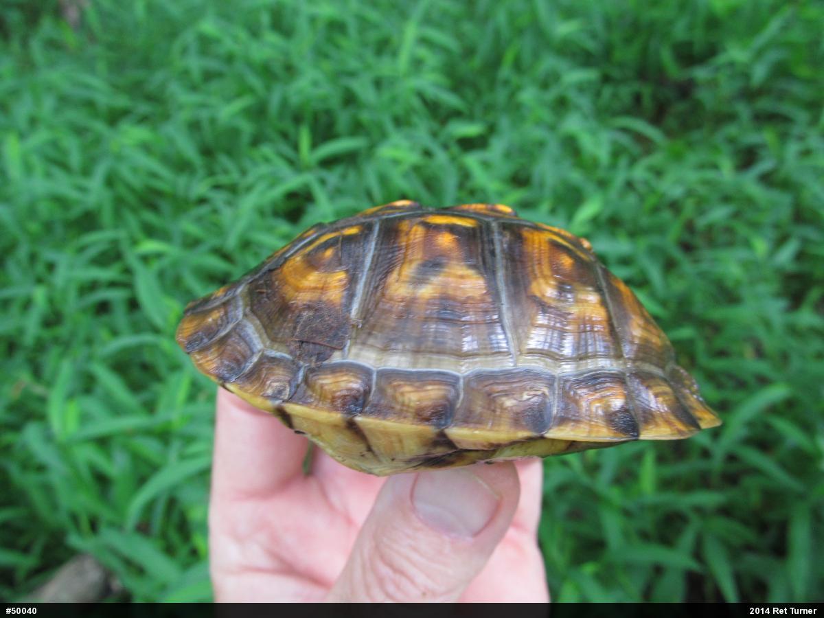 Eastern Box Turtle