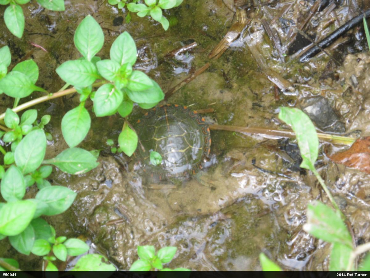 Eastern Painted Turtle