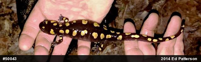 Spotted Salamander