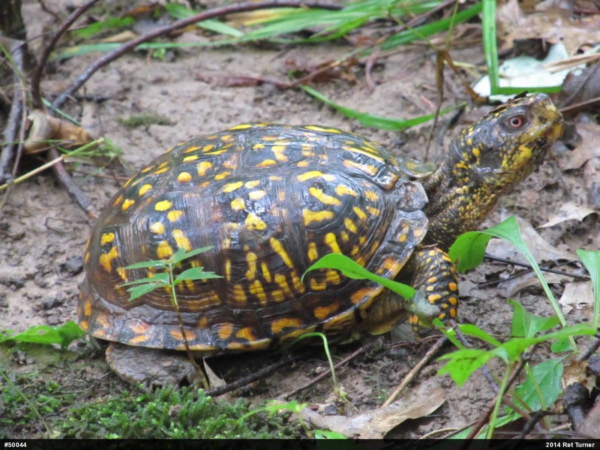Eastern Box Turtle
