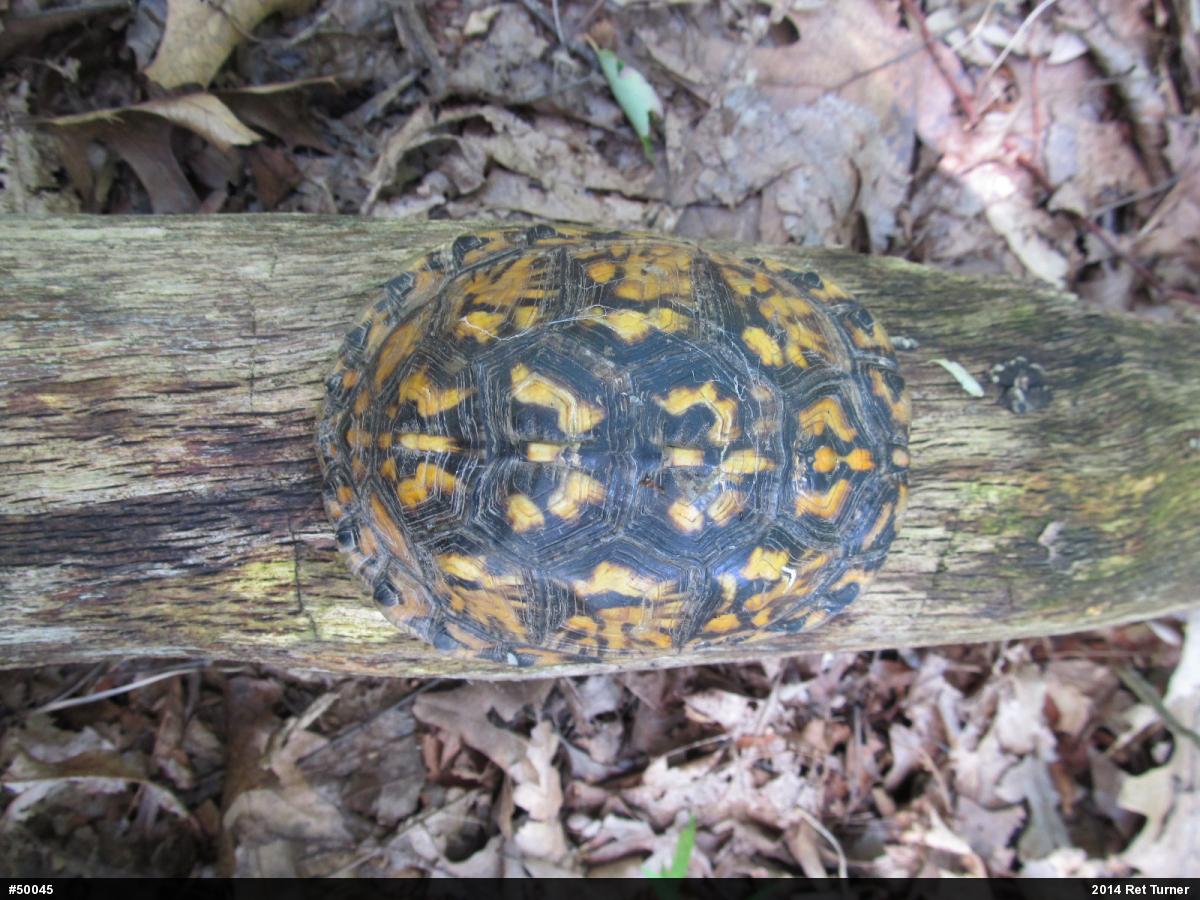 Eastern Box Turtle