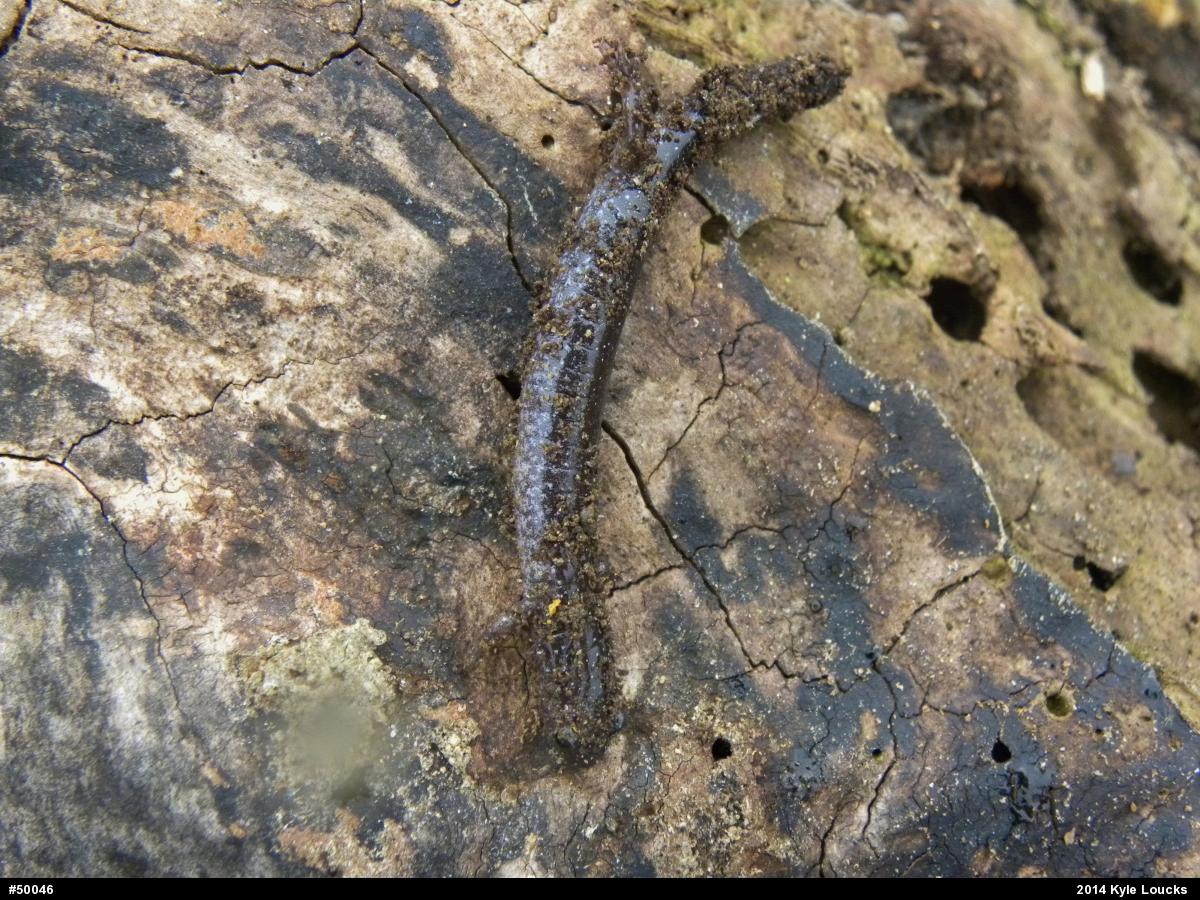 Eastern Red-backed  Salamander