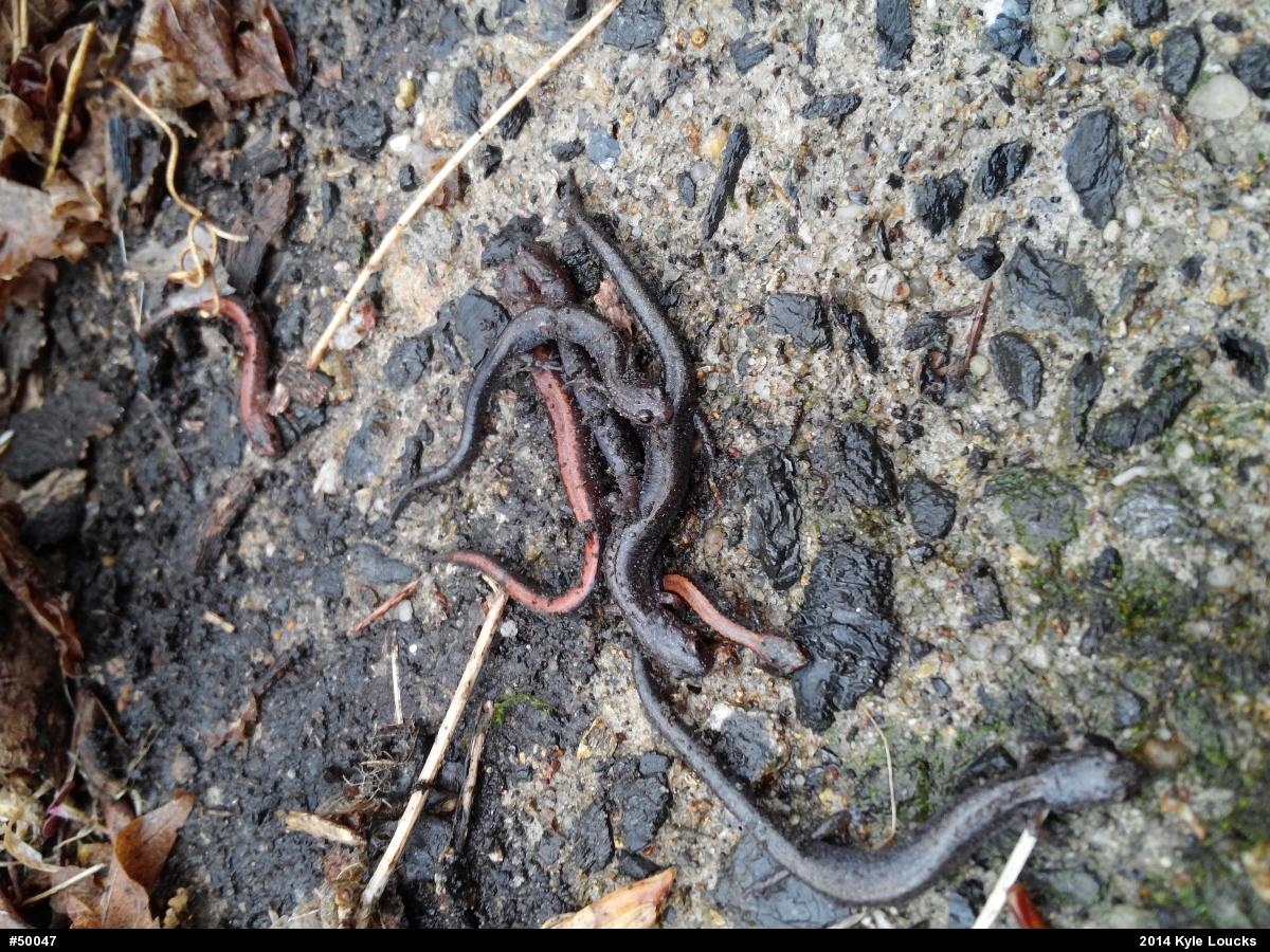 Eastern Red-backed  Salamander