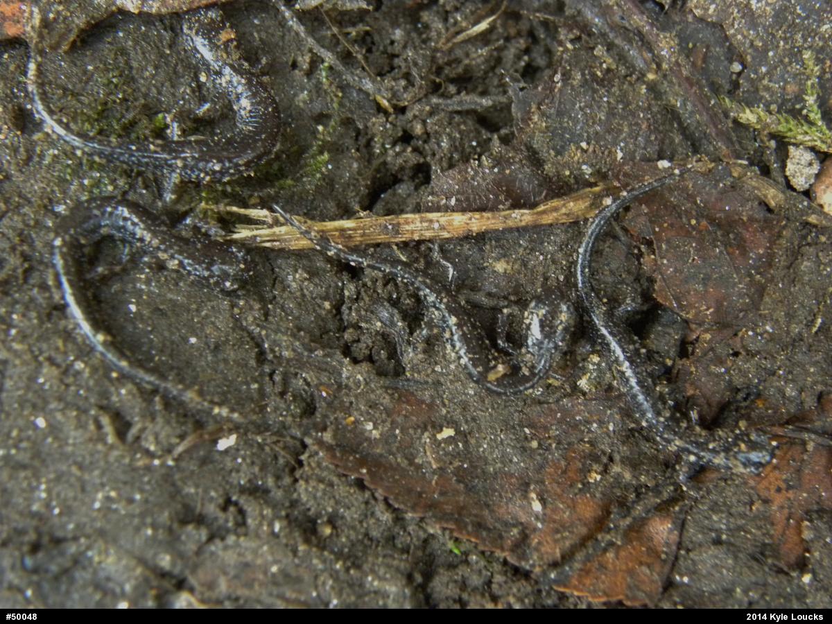 Eastern Red-backed  Salamander