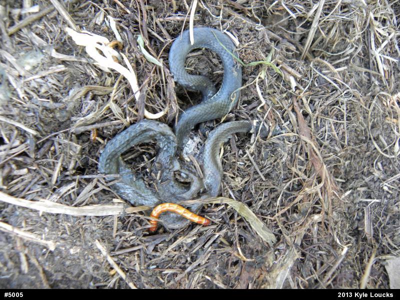 Northern Ring-necked Snake
