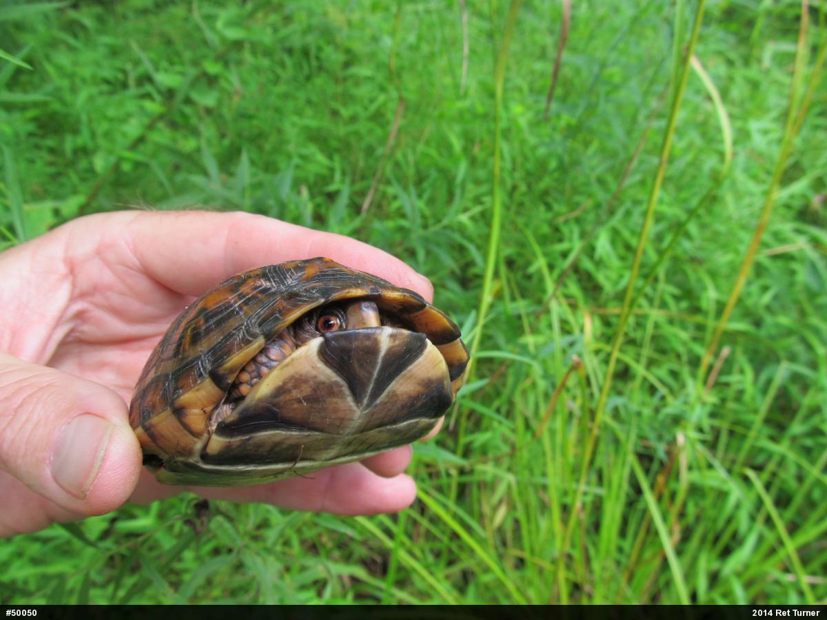 Eastern Box Turtle