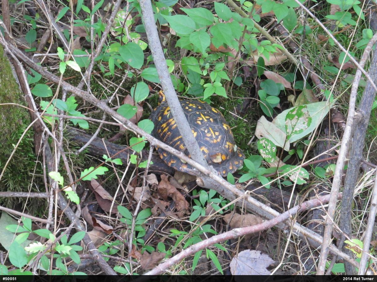 Eastern Box Turtle