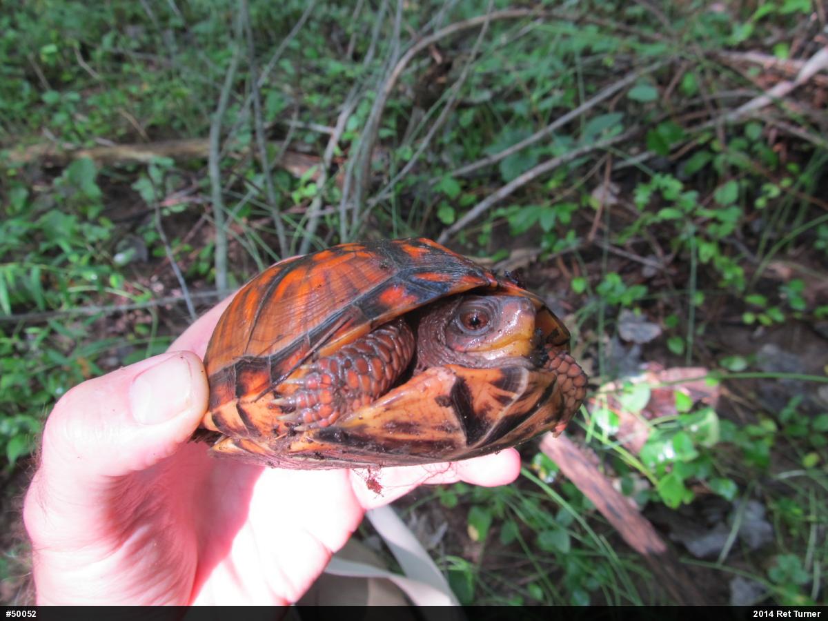 Eastern Box Turtle
