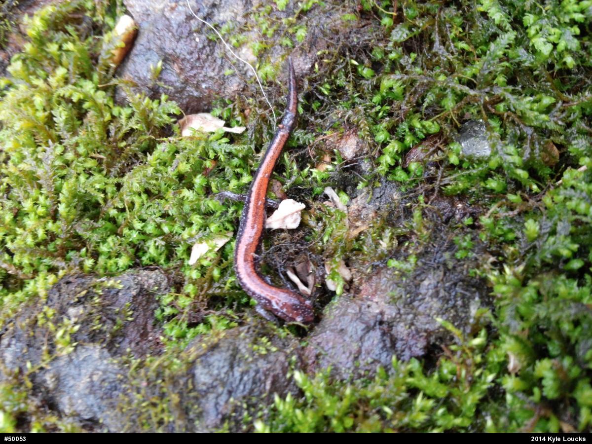 Eastern Red-backed  Salamander