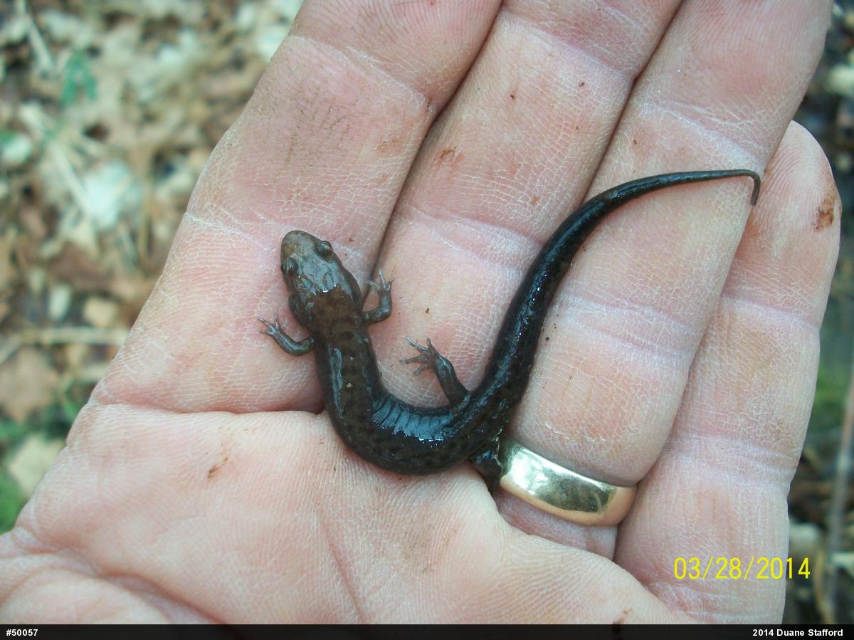 Allegheny Mountain Dusky Salamander