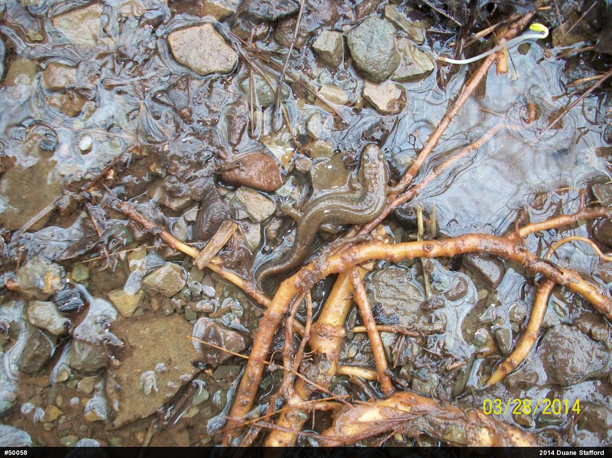 Northern Dusky Salamander