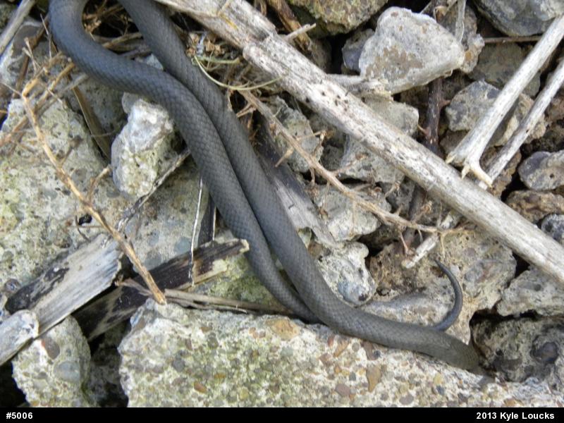 Northern Ring-necked Snake