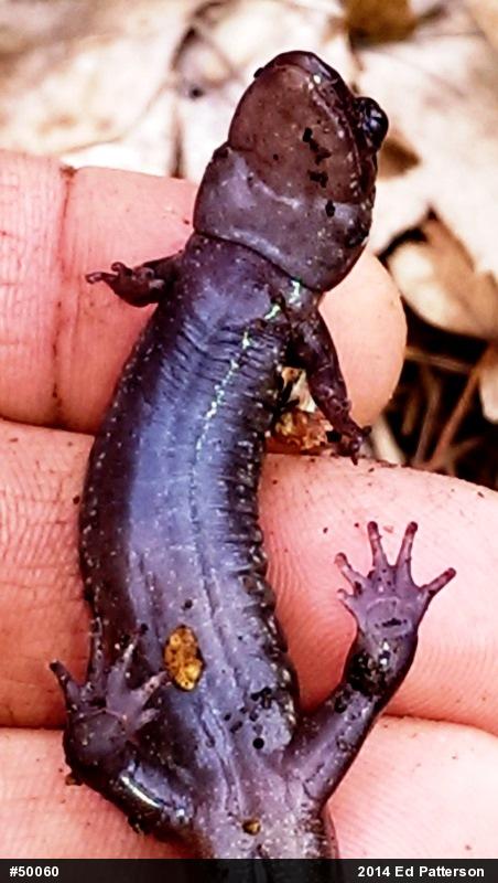 Seal Salamander