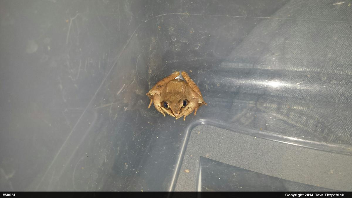 Wood Frog
