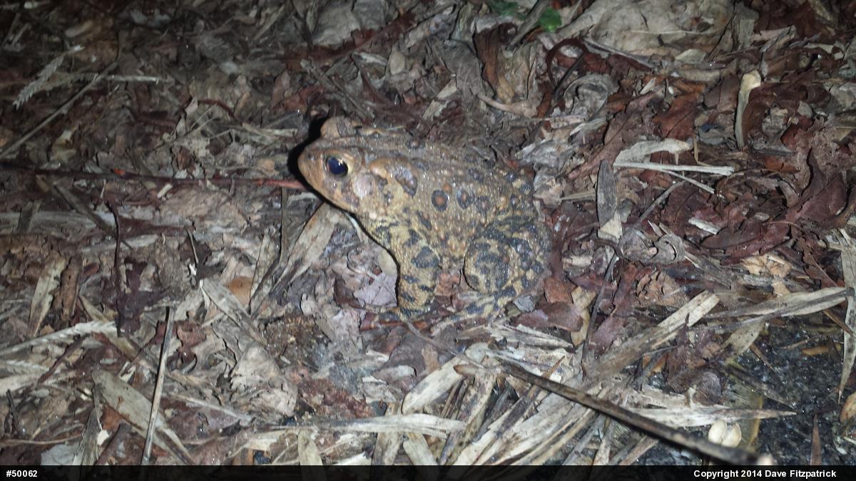 Eastern American Toad