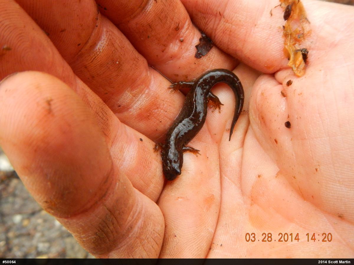 Northern Dusky Salamander
