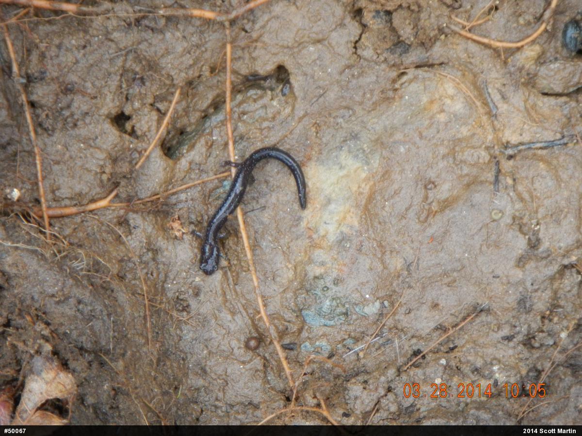 Eastern Red-backed  Salamander