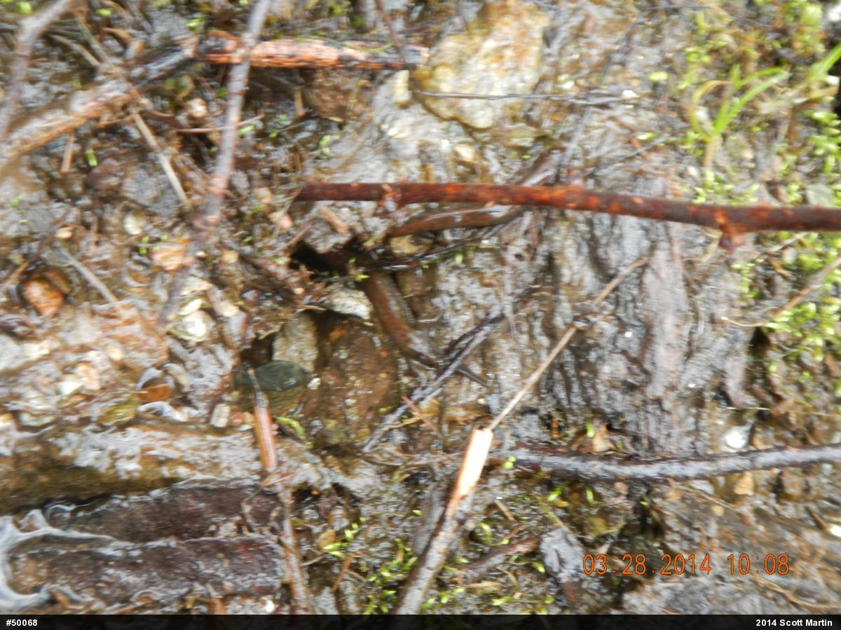 Northern Dusky Salamander