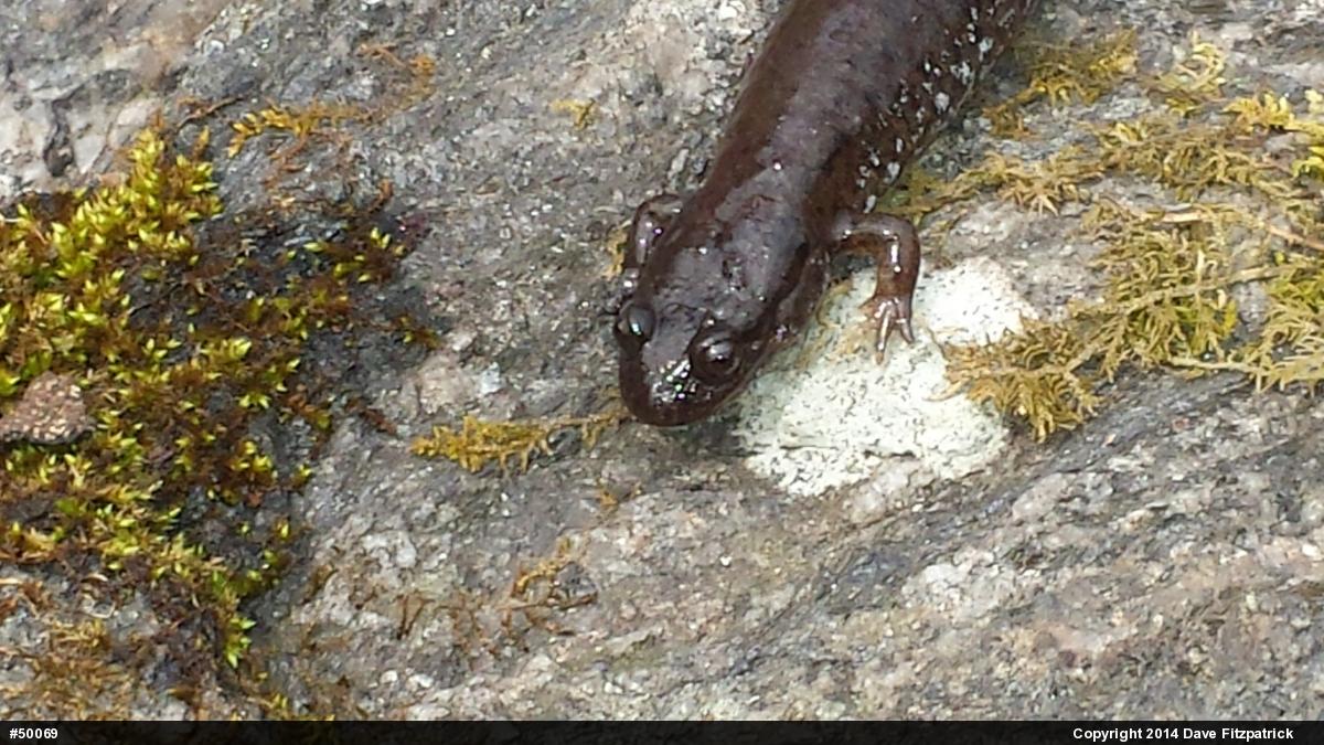 Northern Dusky Salamander