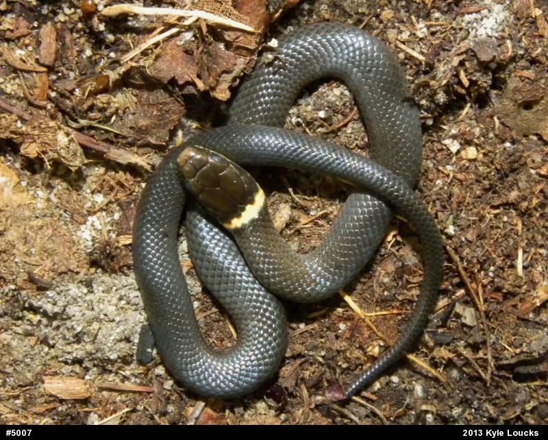 Northern Ring-necked Snake