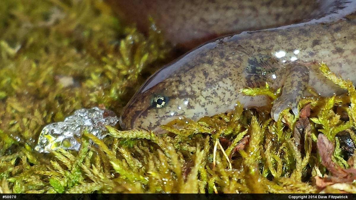 Northern Red Salamander