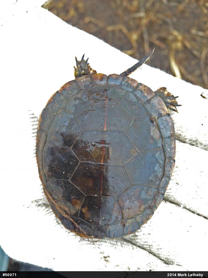 Midland Painted Turtle