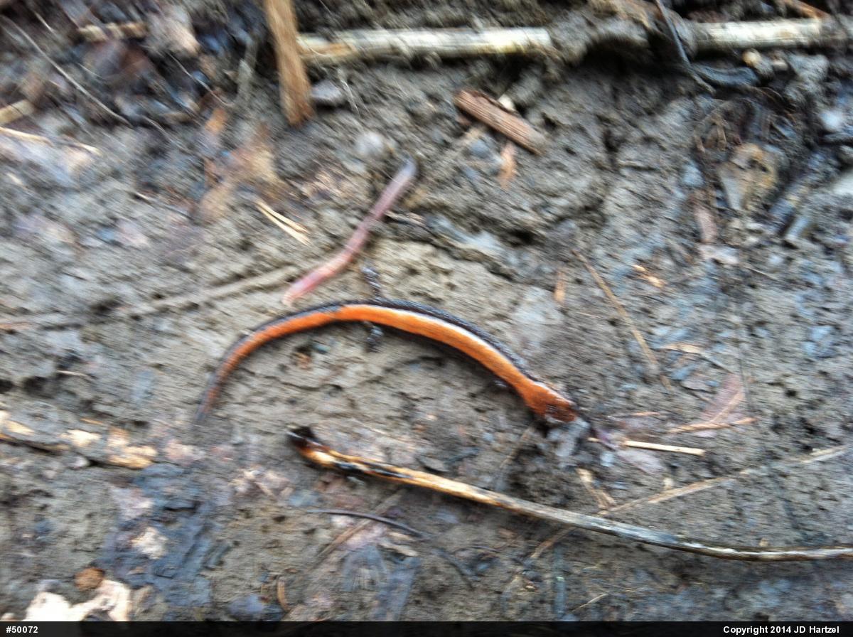 Eastern Red-backed  Salamander