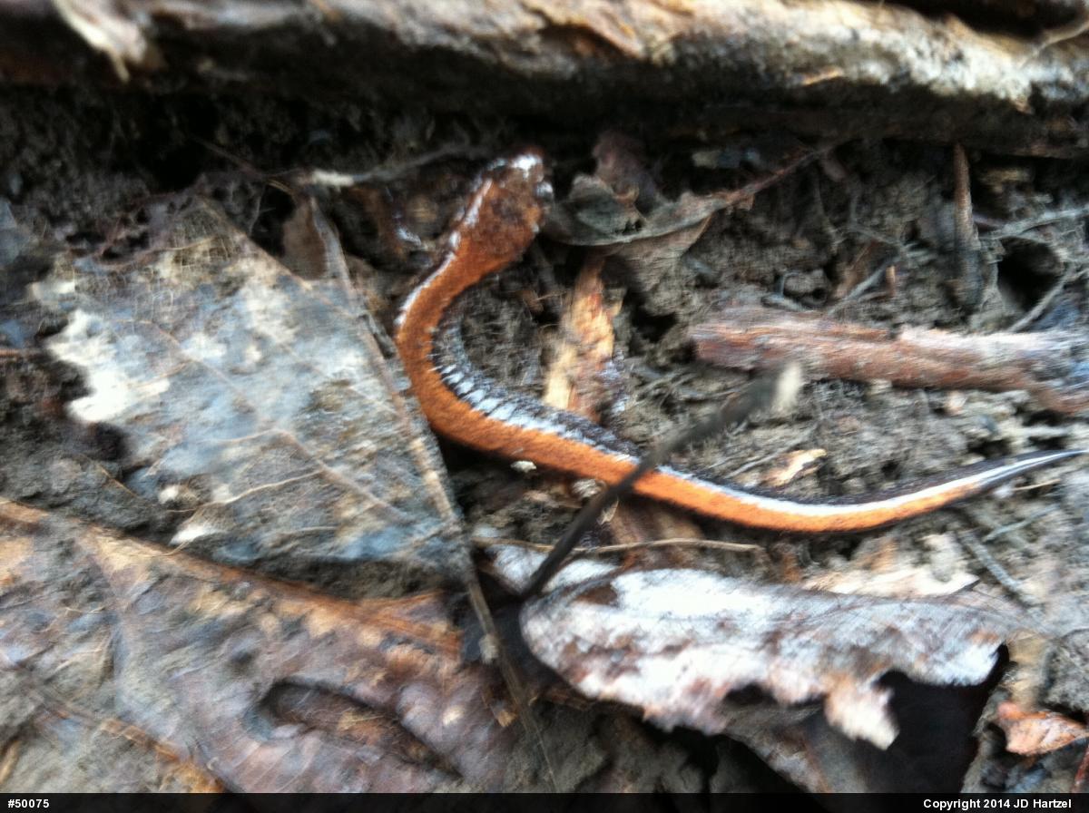 Eastern Red-backed  Salamander