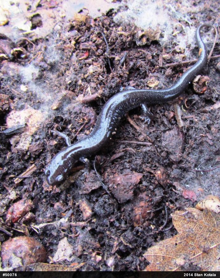 Eastern Red-backed  Salamander
