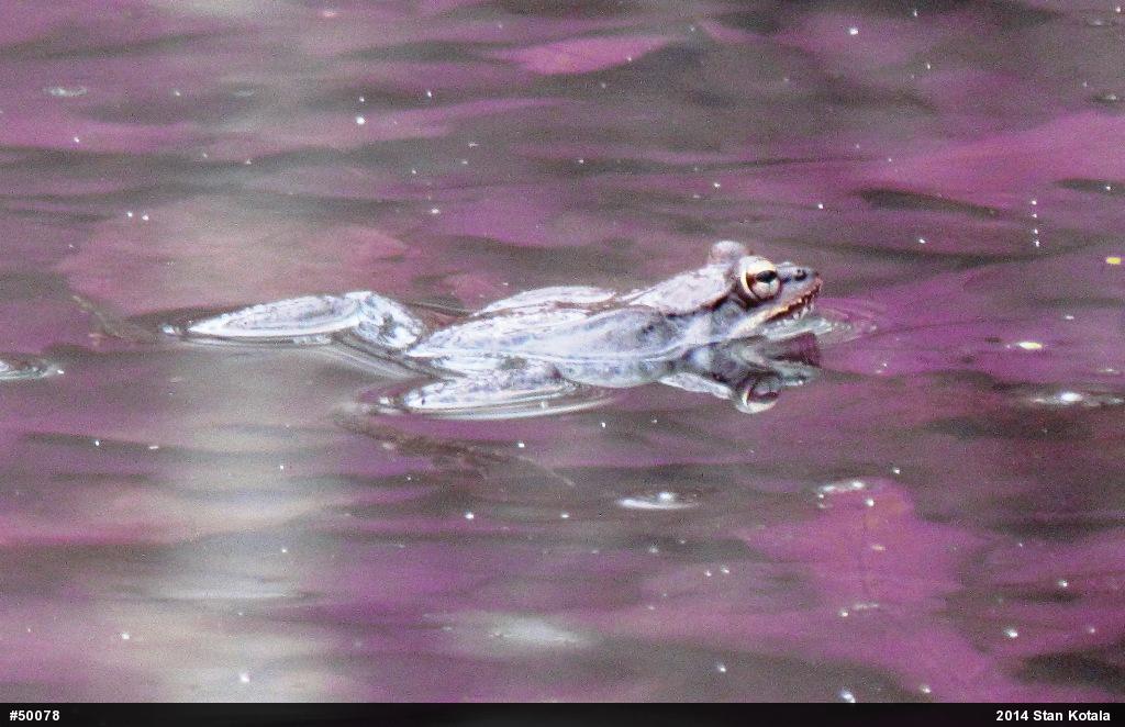 Wood Frog