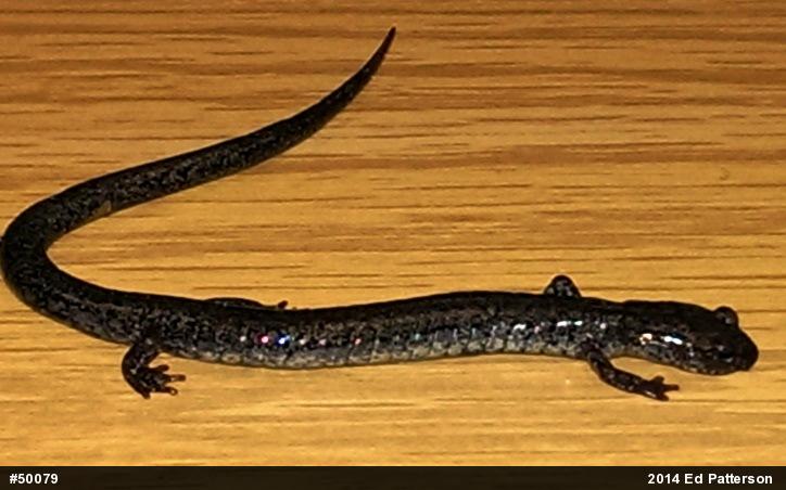 Valley And Ridge Salamander