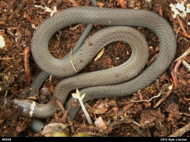 Northern Ring-necked Snake