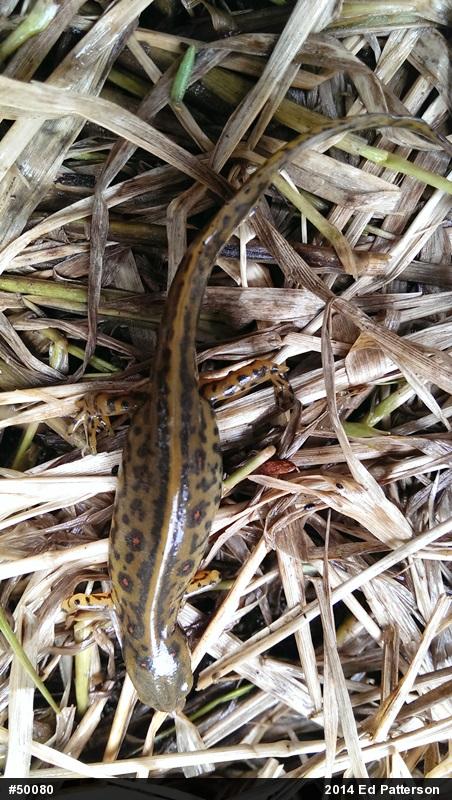 Red-spotted Newt