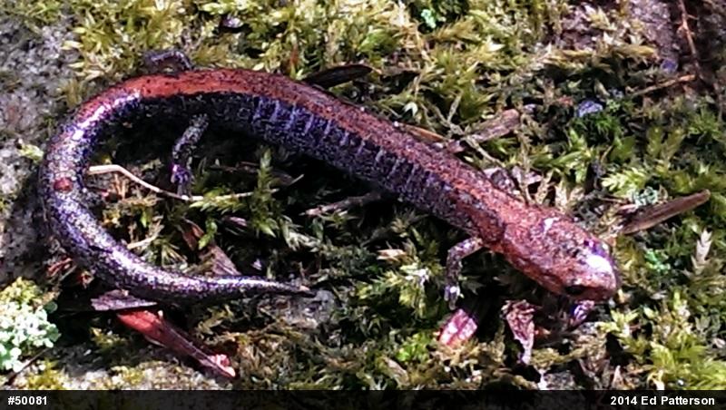 Eastern Red-backed  Salamander