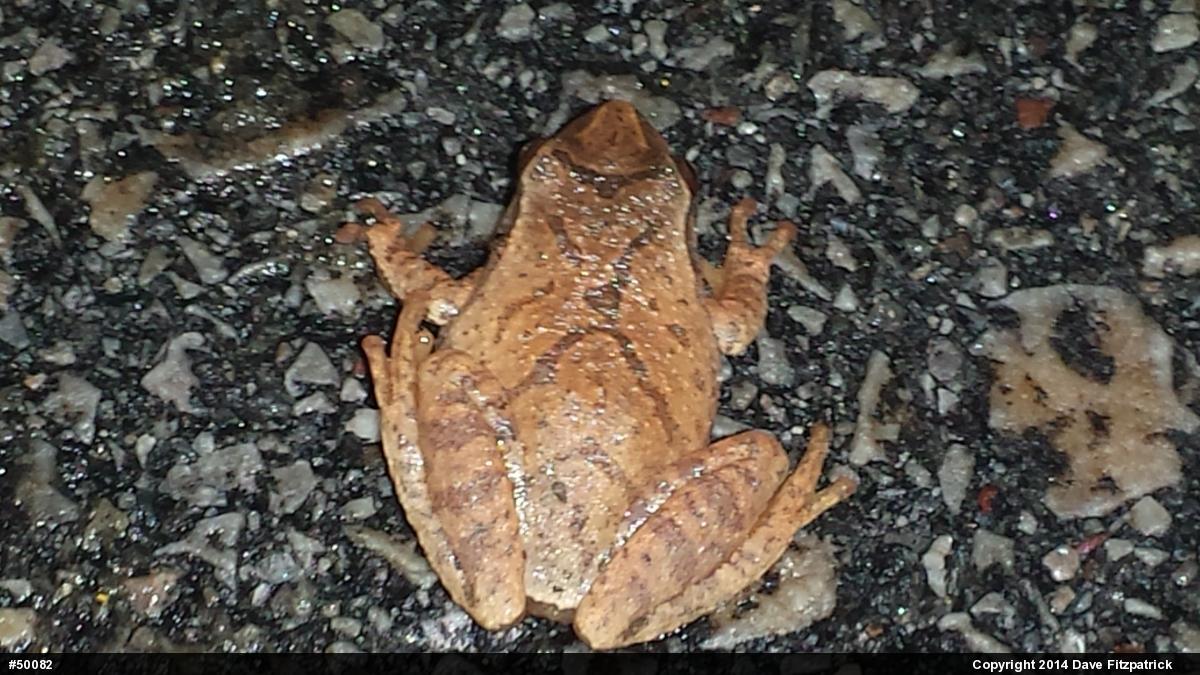 Spring Peeper