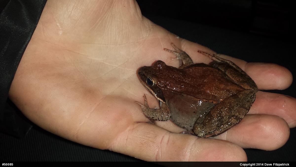 Wood Frog